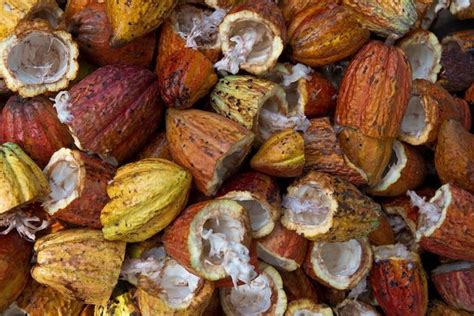 The Science behind the Sensation: How Cocoa Affects Our Brains